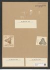 Triceratium insigne Grev. (de-Toni-Nr.: Genus 140, Species 3955) Zeichnungen Sammlung Grunow Nr. 7435 (NHMW-BOT-W0376519)
